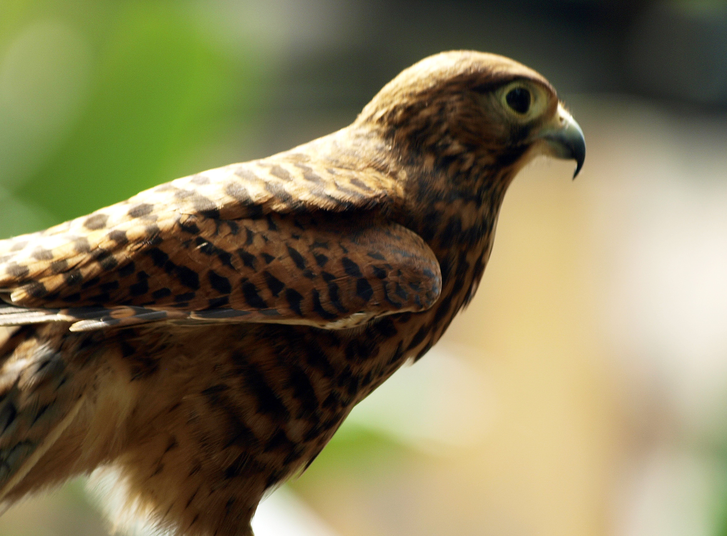 Spotted or Moluccan Kestrel (Falco moluccensis)