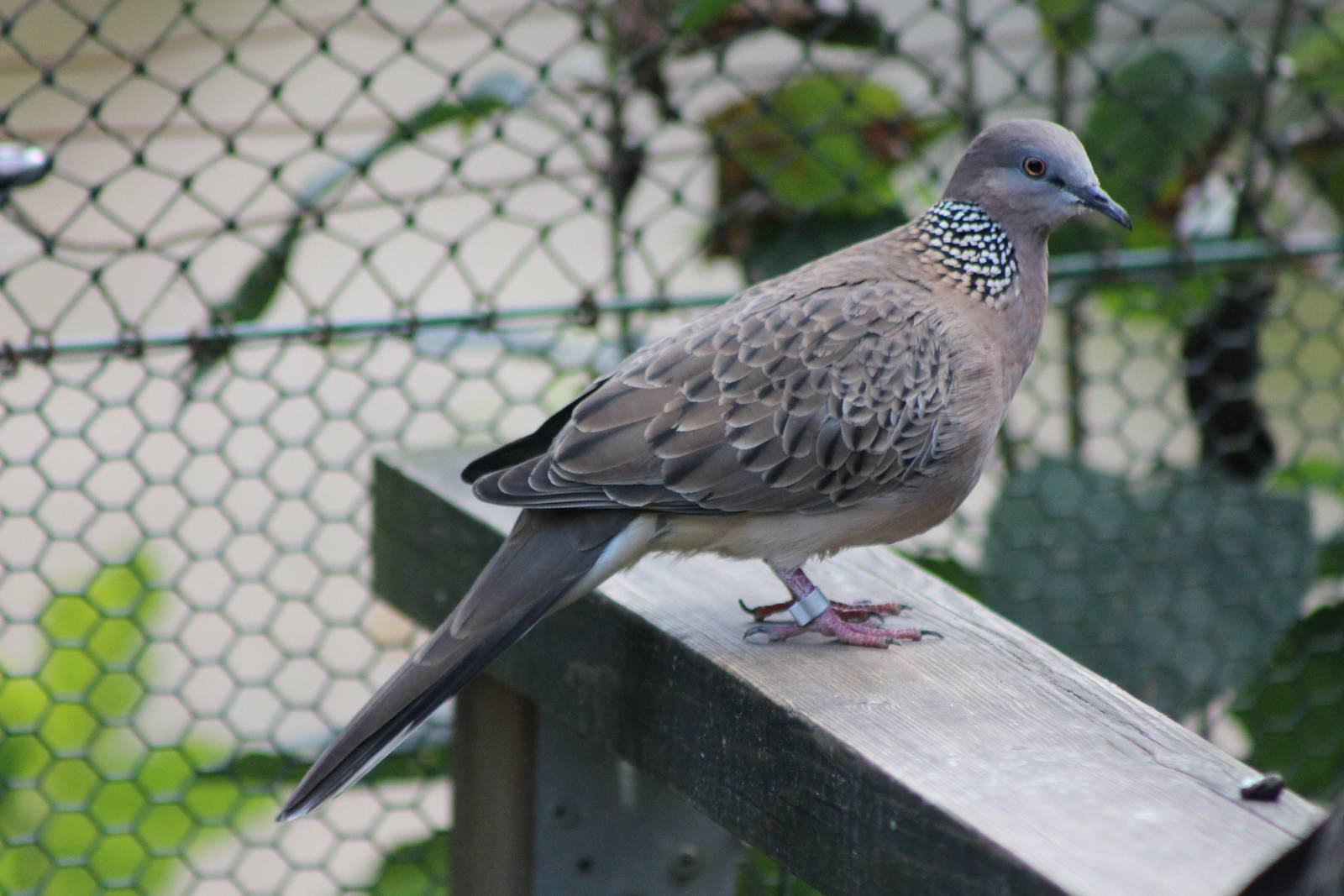 spotted or necklace dove