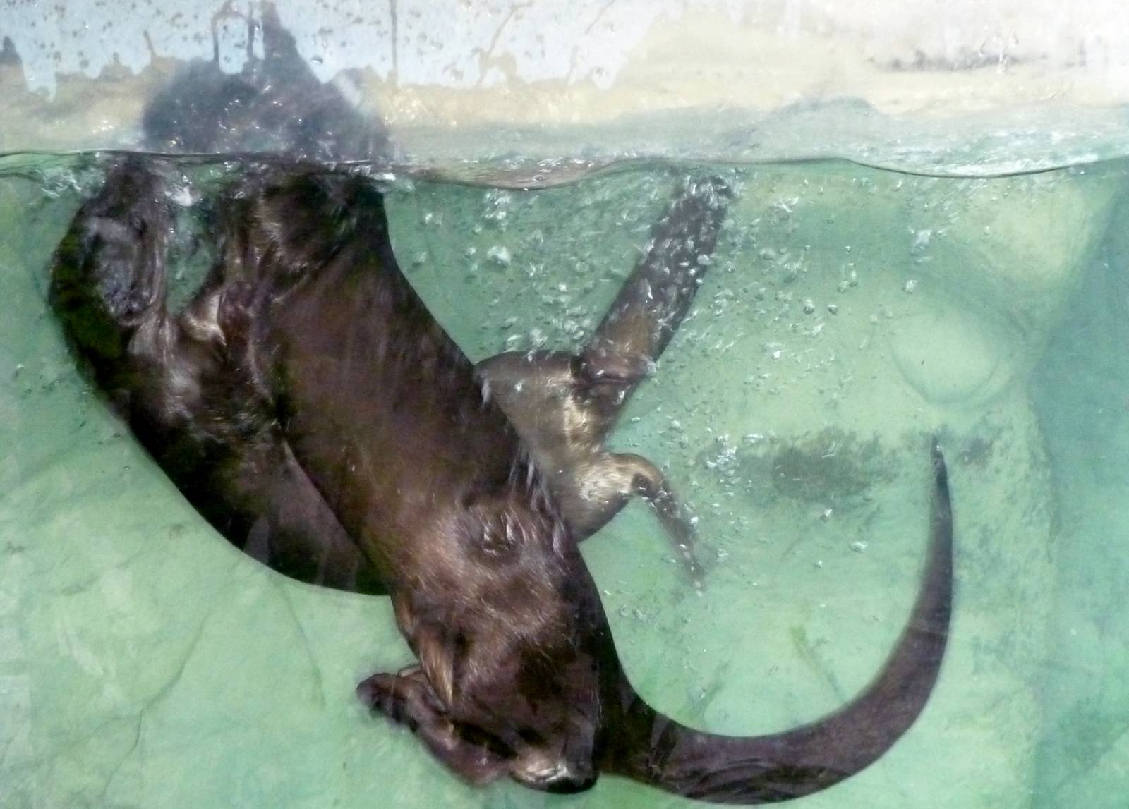 Spotted Otters Playing