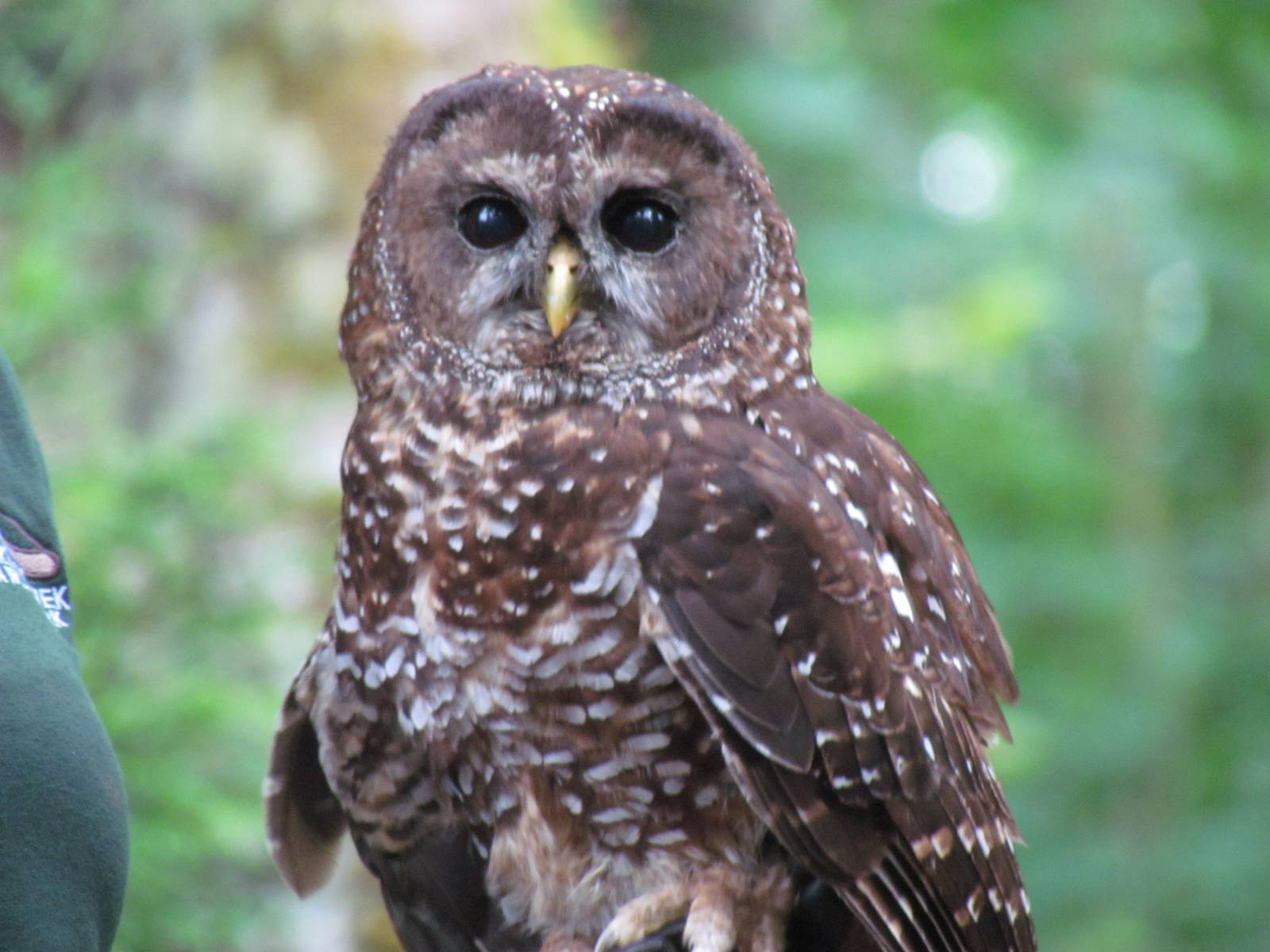 Spotted Owl