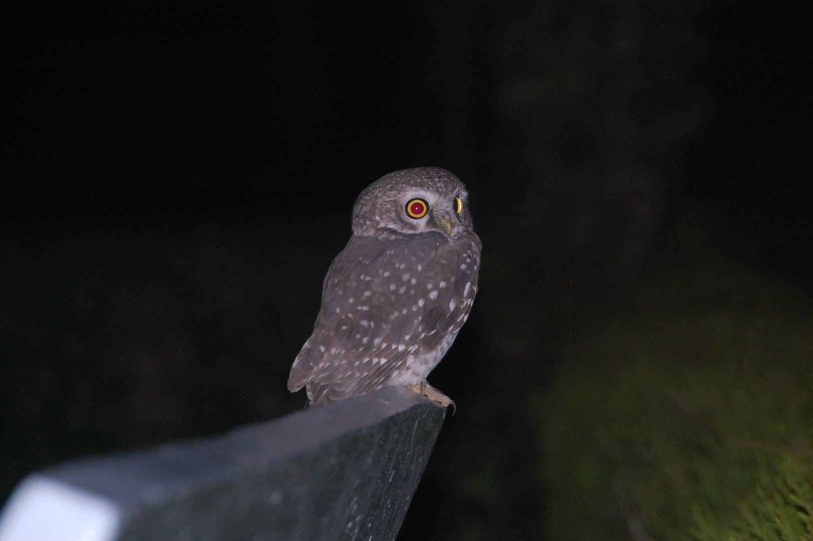 Spotted owlet - Abbottabad 2/11/2021