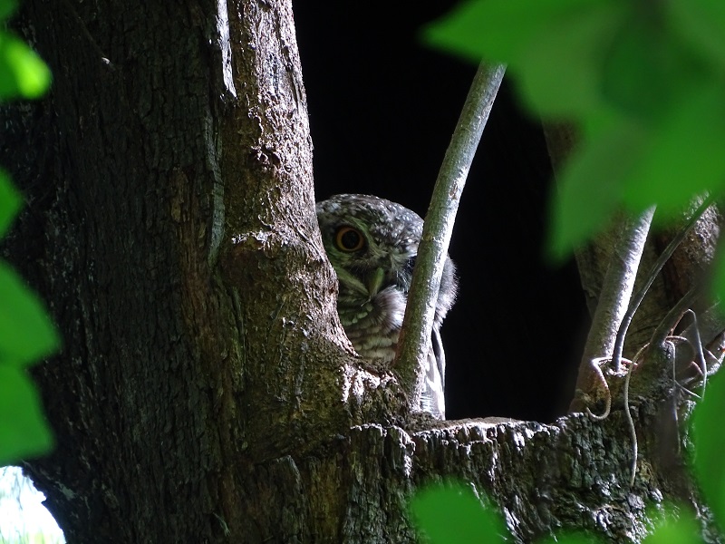 Spotted owlet (Athene brama mayri)