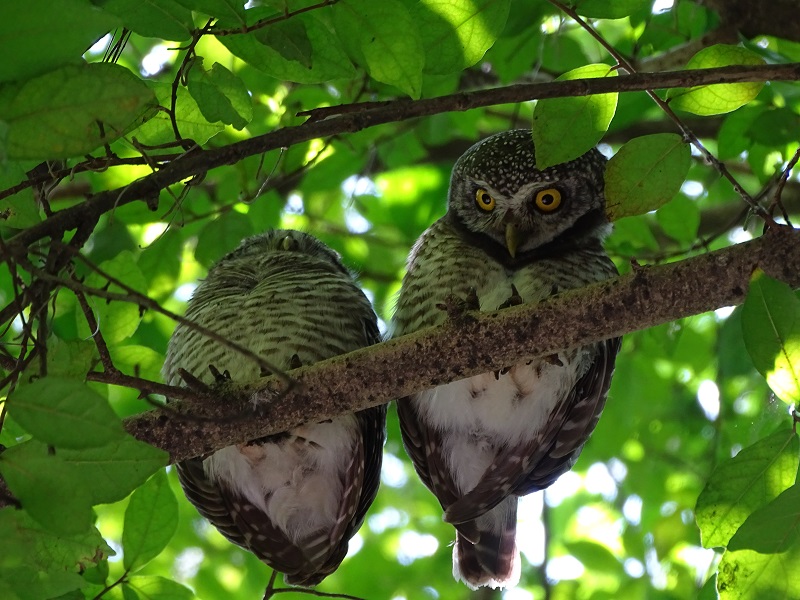 Spotted owlet (Athene brama mayri)