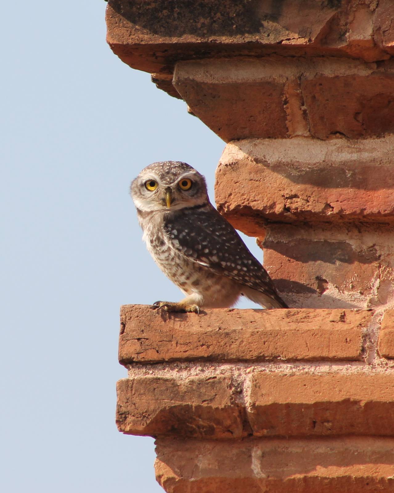 Spotted Owlet (Athene brama)