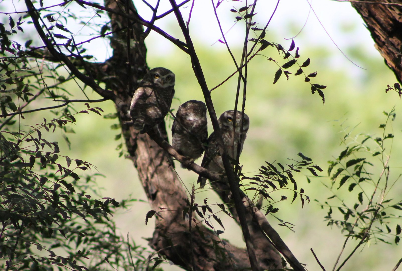 Spotted Owlets (Athene brama)