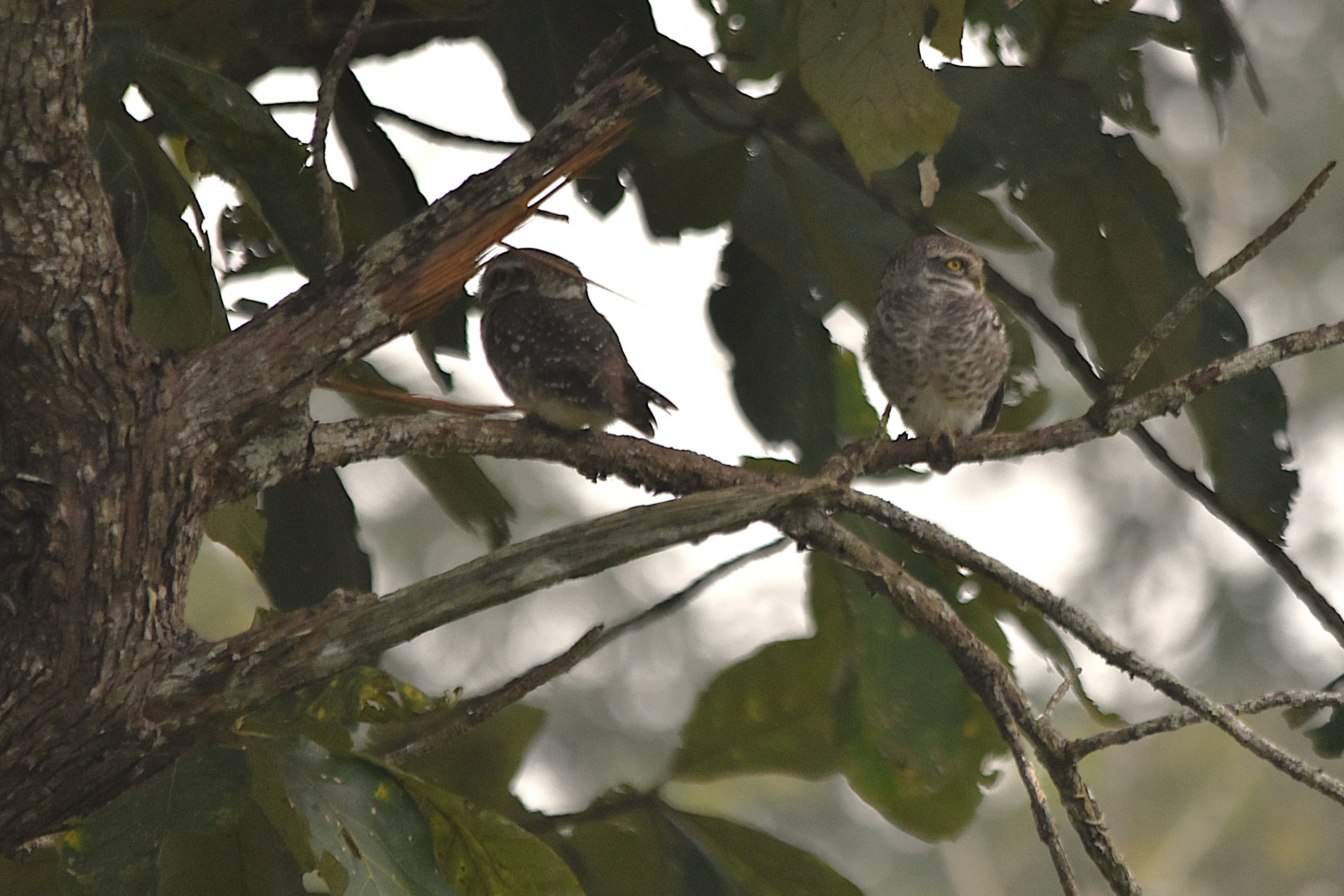 Spotted Owlets, Nagarahole Tiger Reserve, 20th November 2024