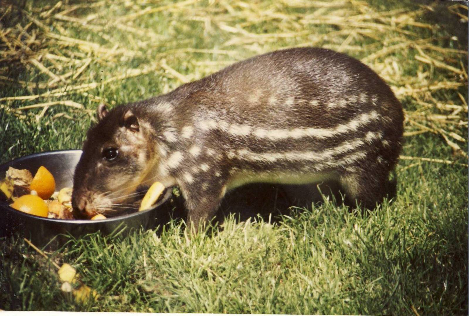 Spotted Paca Chester Zoo 7 September 1989