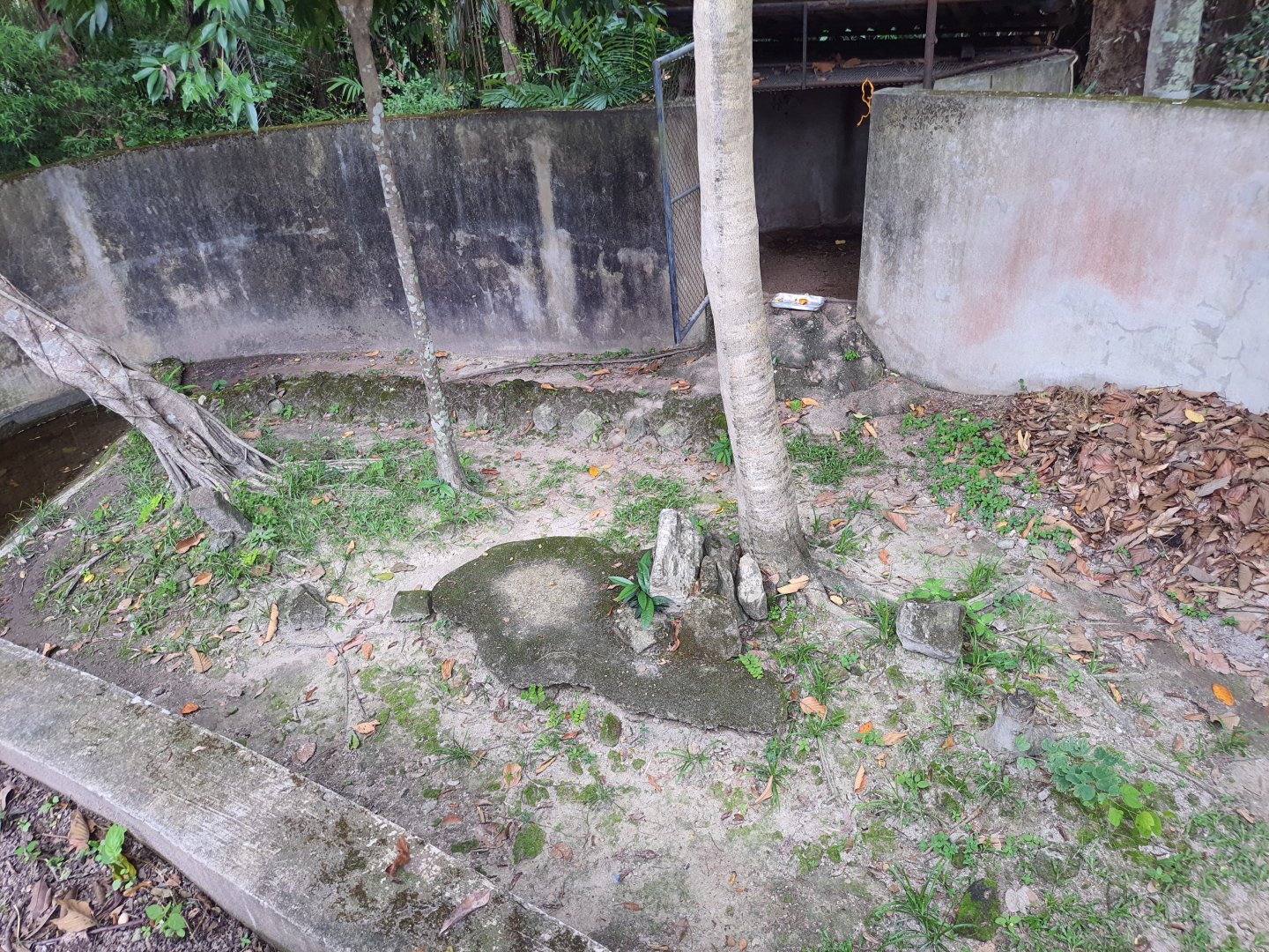 Spotted Paca enclosure