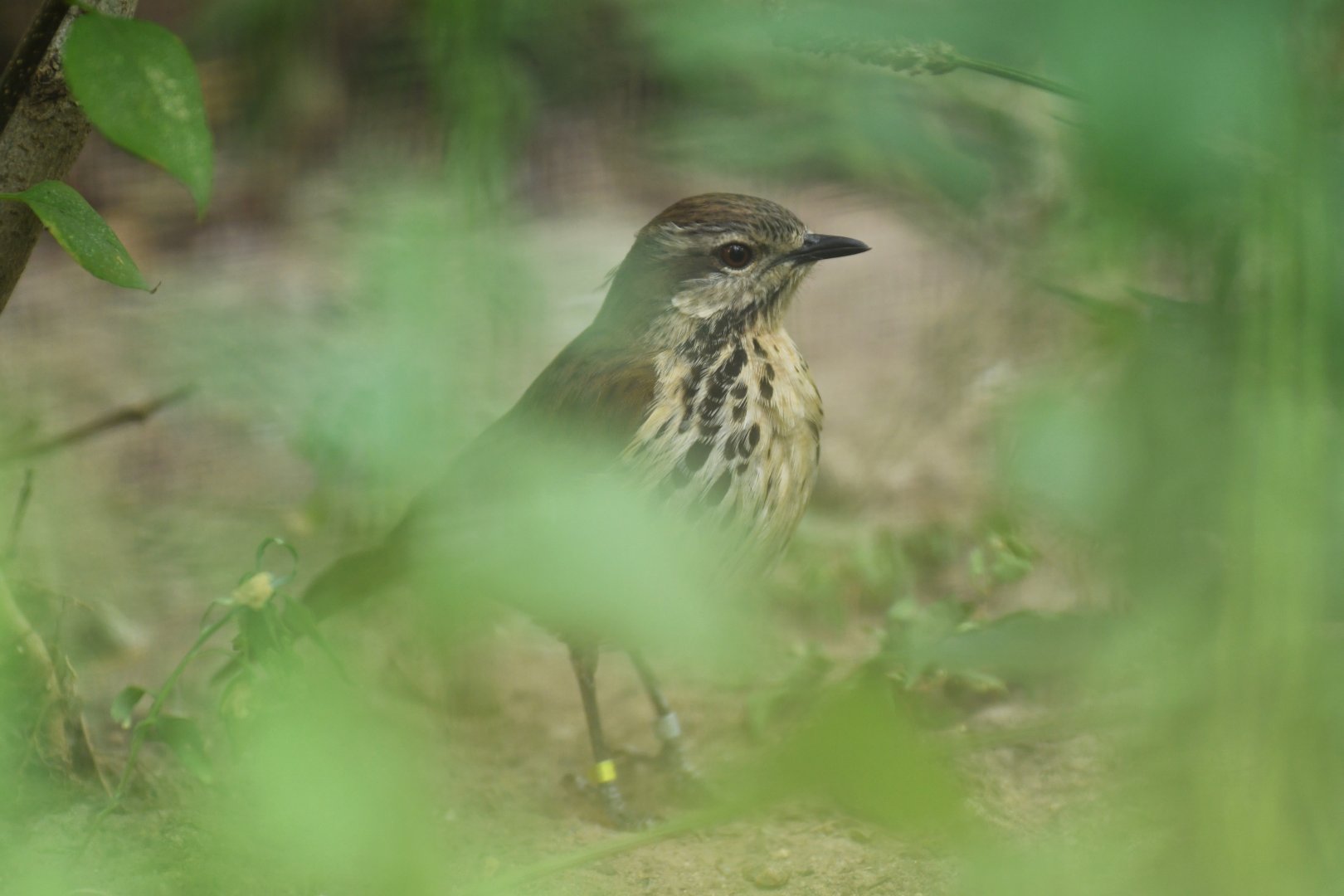 Spotted palm thrush (Cichladusa guttata)