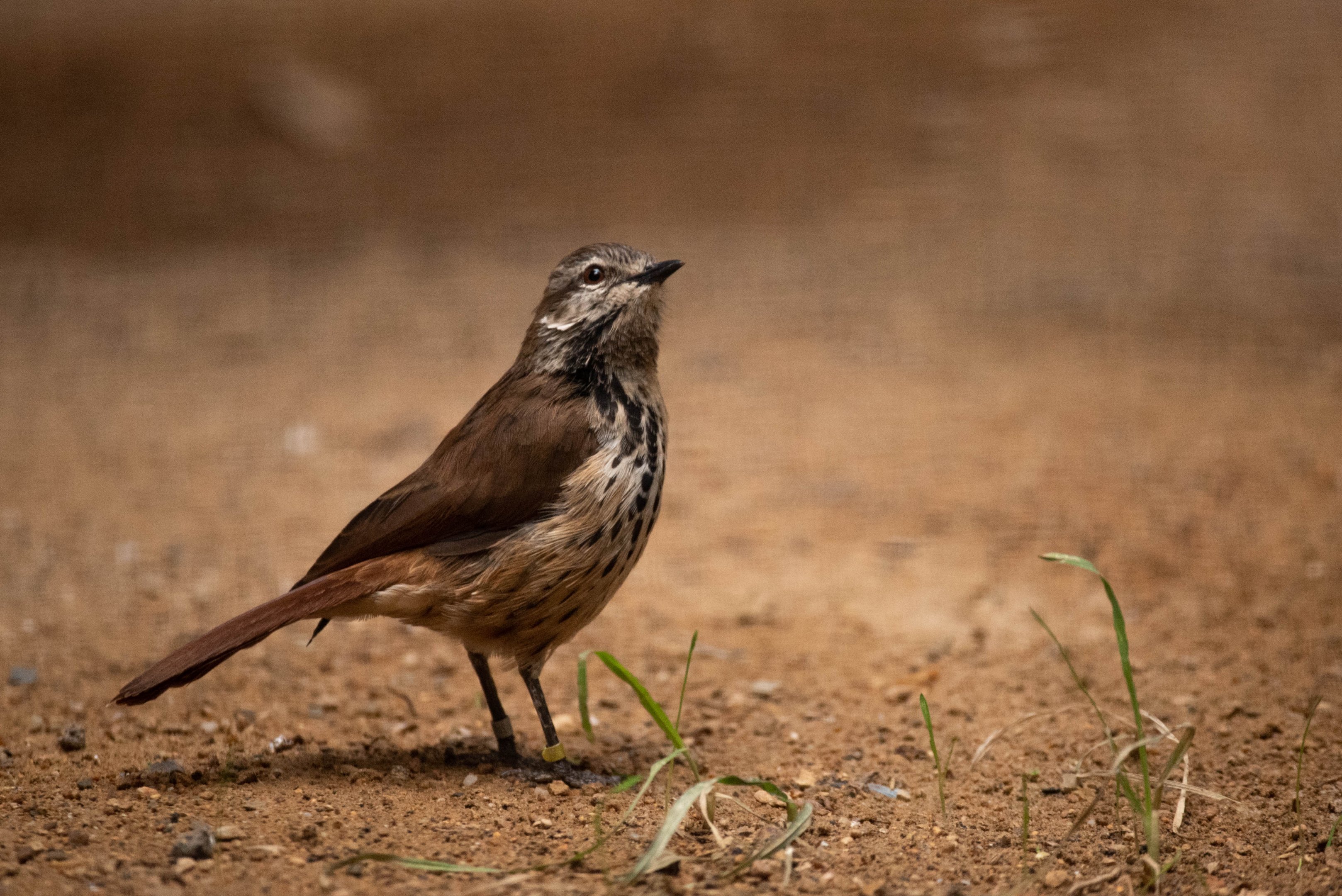 Spotted palm thrush - Cichladusa guttata