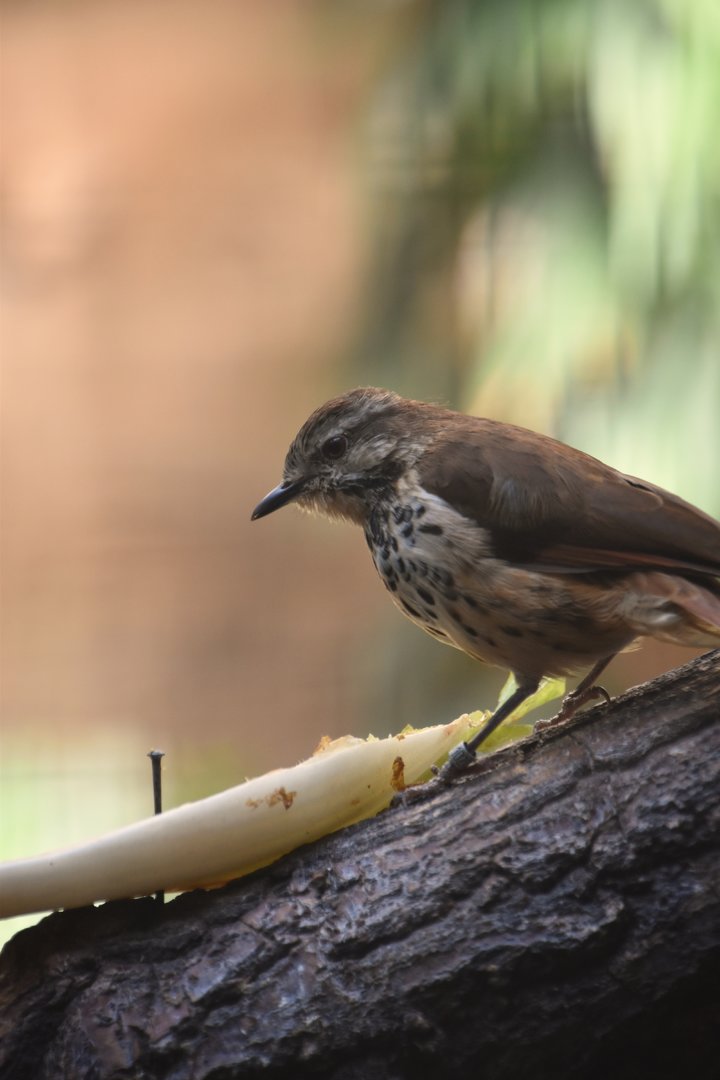 Spotted palm thrush, Cichladusa guttata
