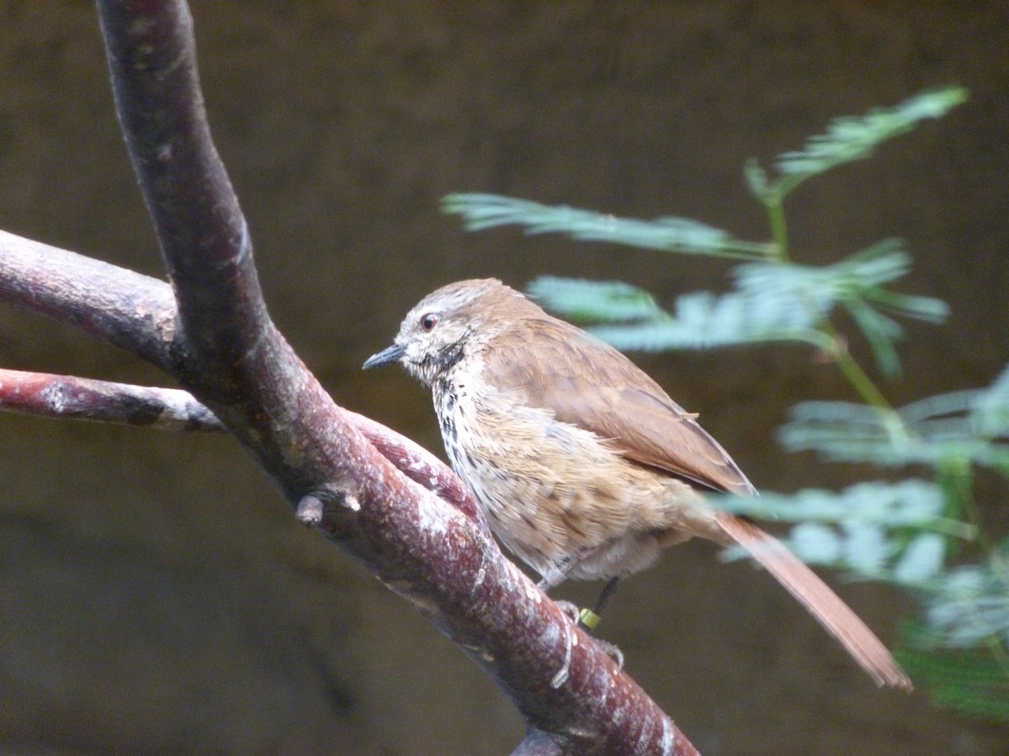 Spotted palm thrush -Zoologischer Garten Berlin (2024)