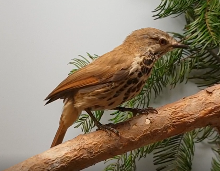 Spotted palm-thrush