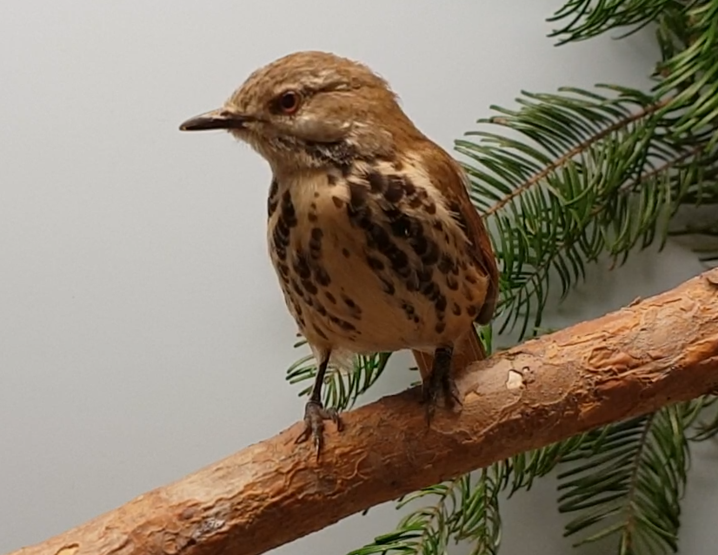 Spotted palm-thrush