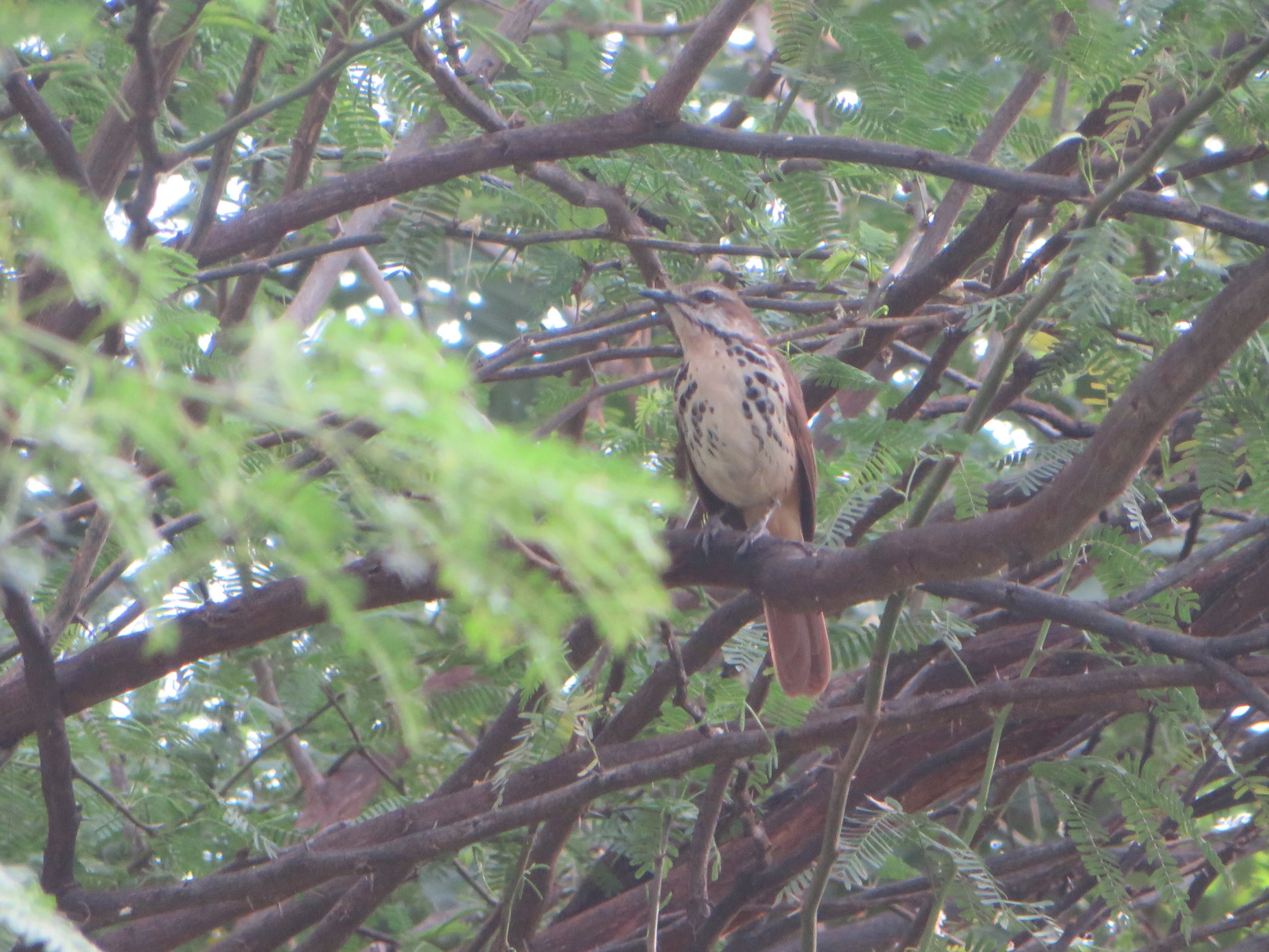 Spotted palm-thrush