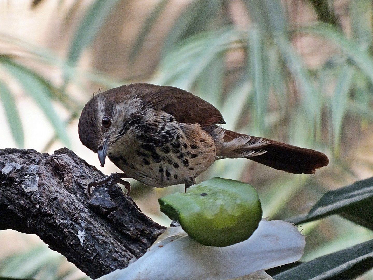 Spotted palm-thrush