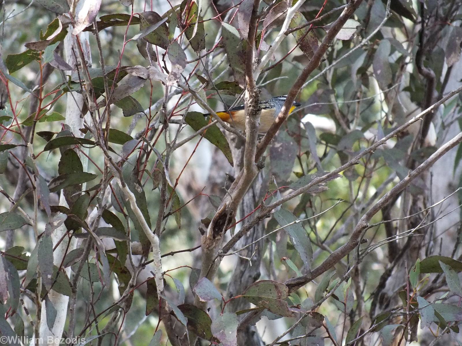 Spotted Pardalote - Lamington National Park