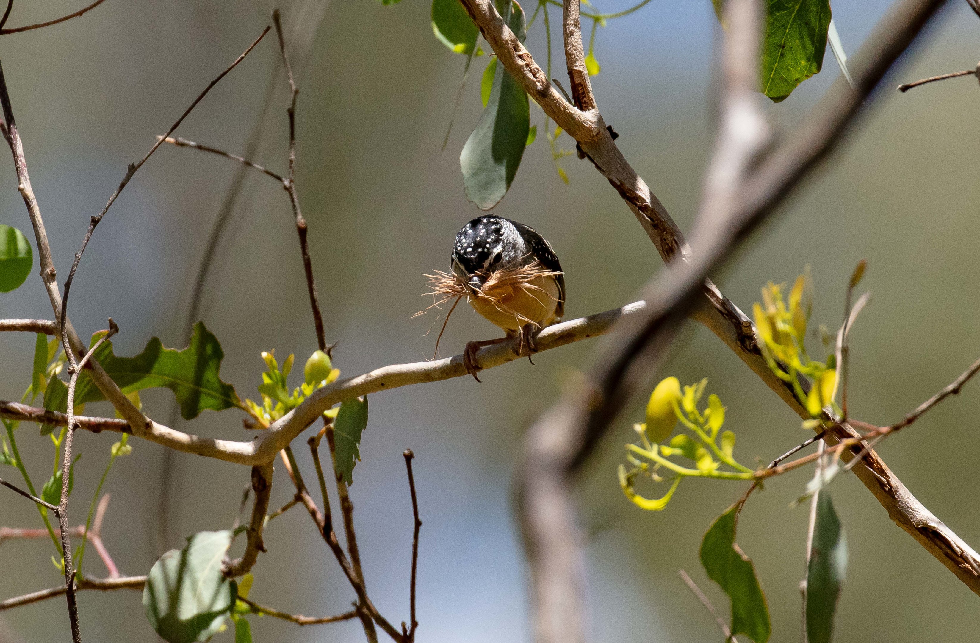 Spotted Pardalote male carrying nesting material