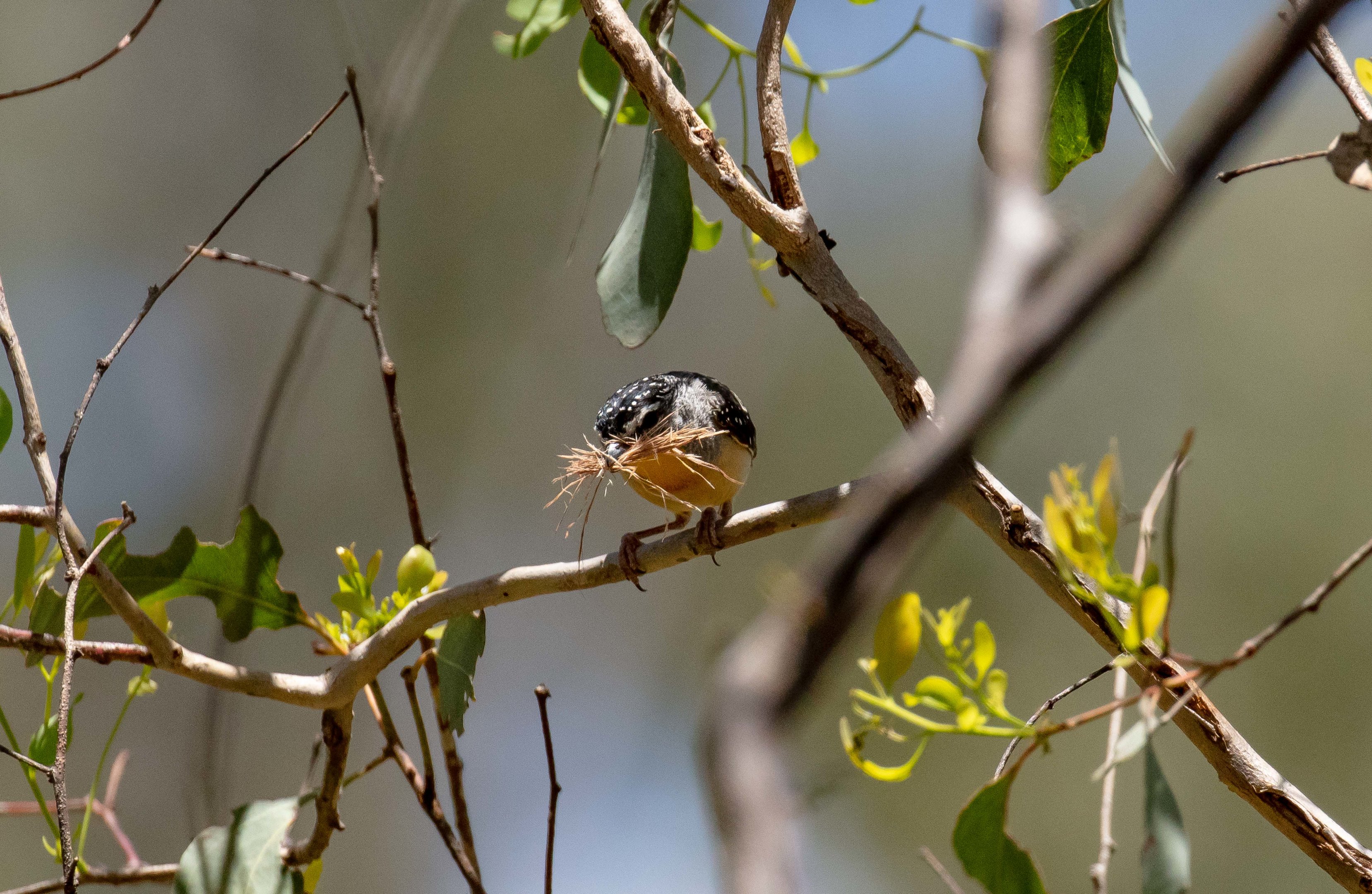 Spotted Pardalote male carrying nesting material