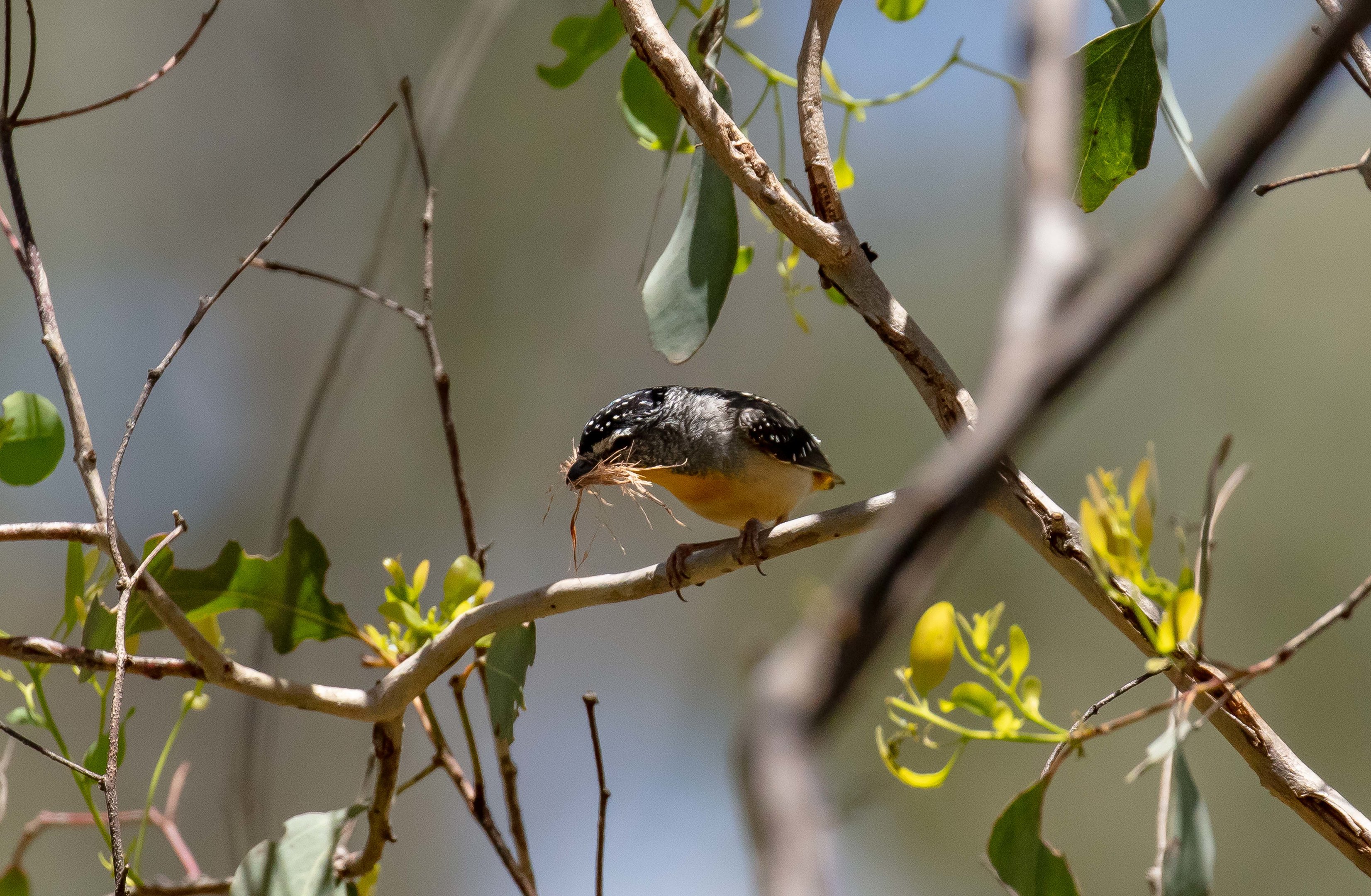 Spotted Pardalote male carrying nesting material