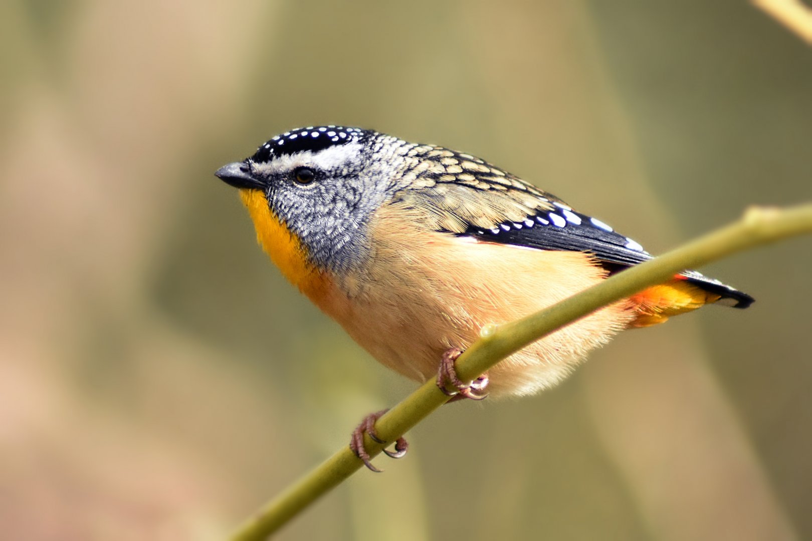 Spotted Pardalote (male) - Pardalotus punctatus
