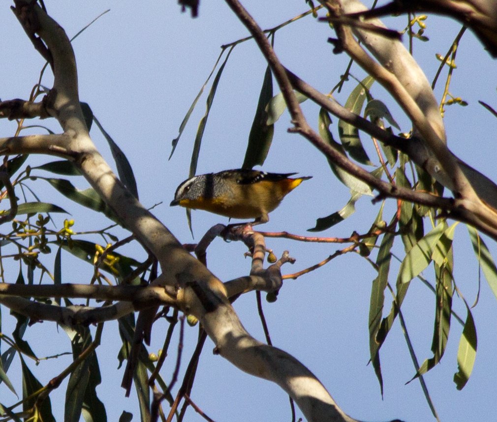 Spotted Pardalote (Pardalotus punctatus)