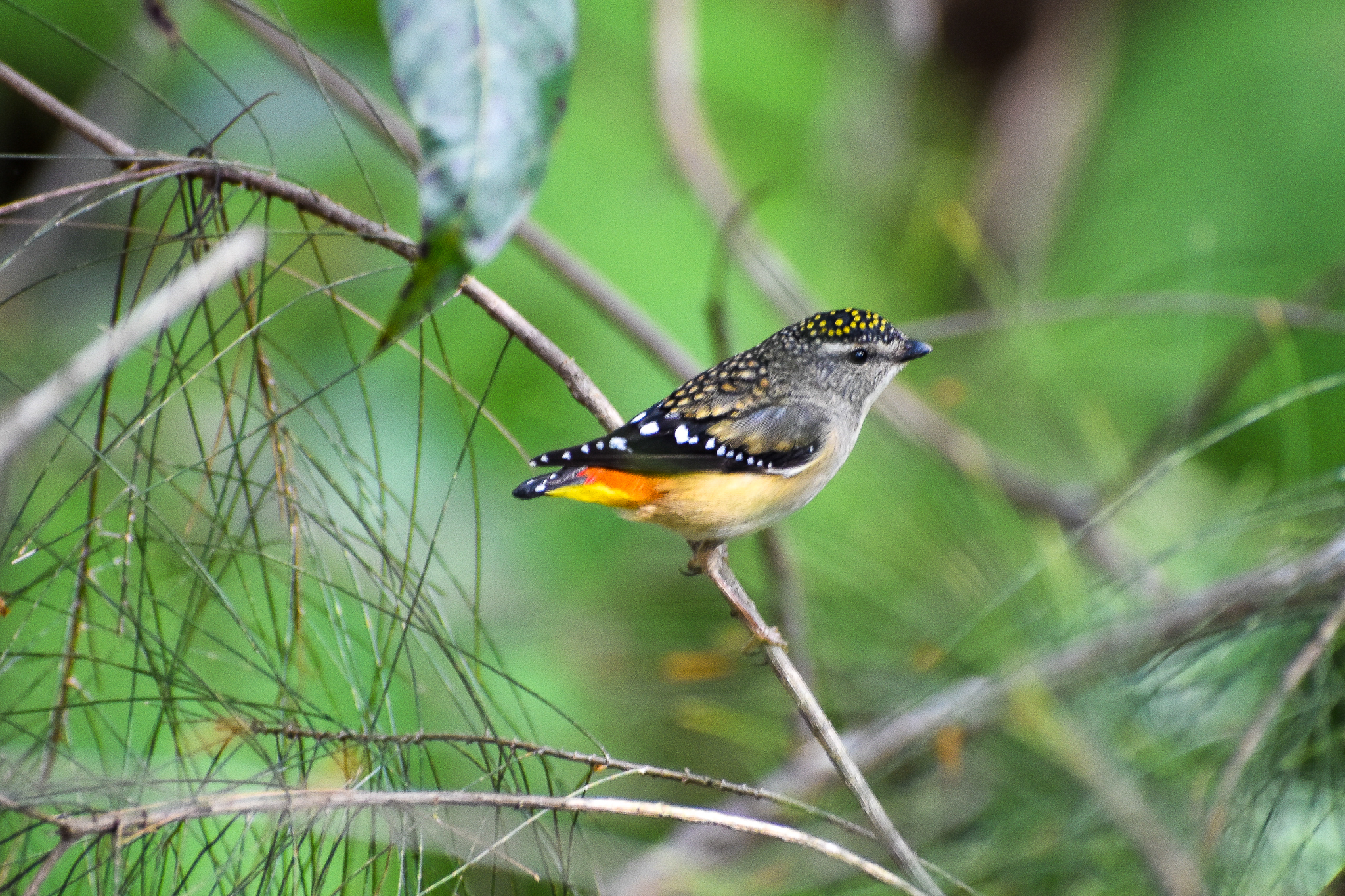 Spotted Pardalote (Pardalotus punctatus)