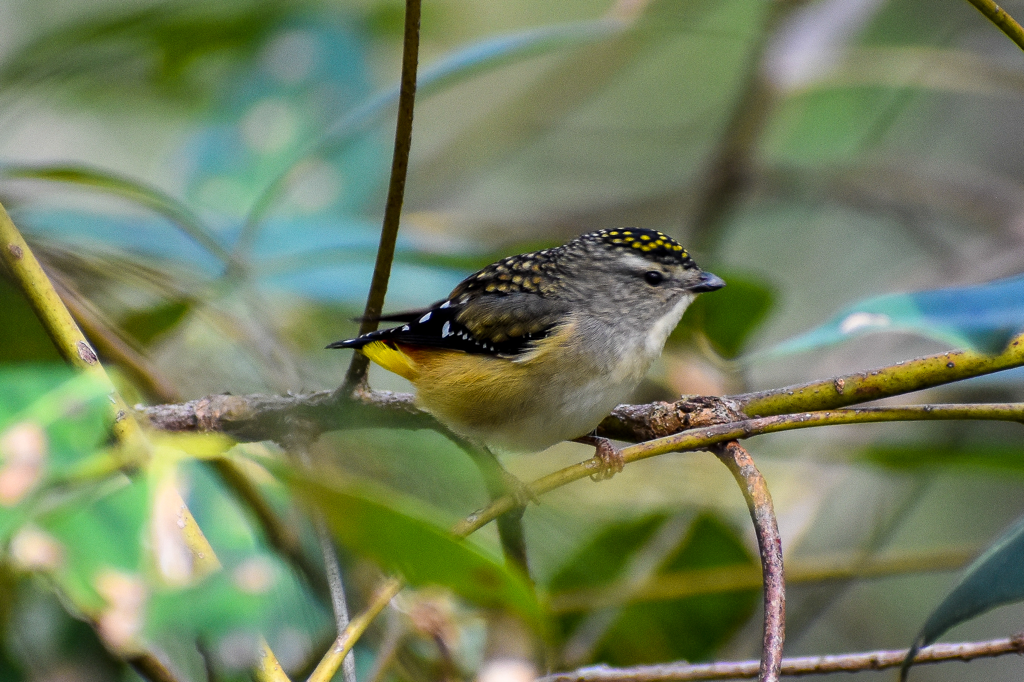 Spotted Pardalote (Pardalotus punctatus)