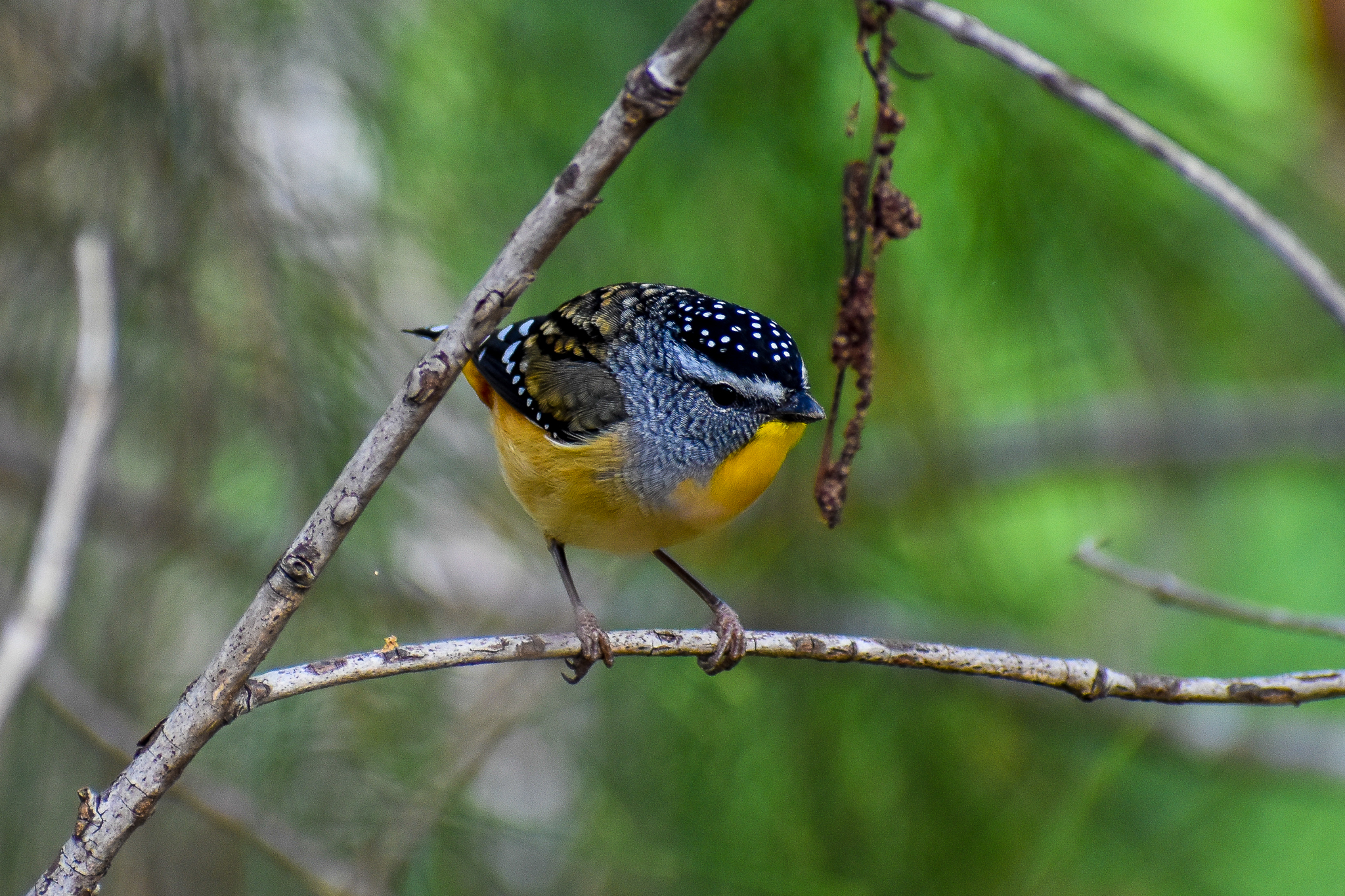 Spotted Pardalote (Pardalotus punctatus)