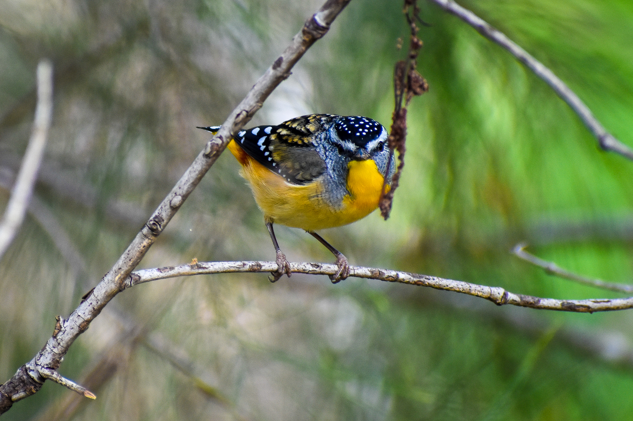 Spotted Pardalote (Pardalotus punctatus)