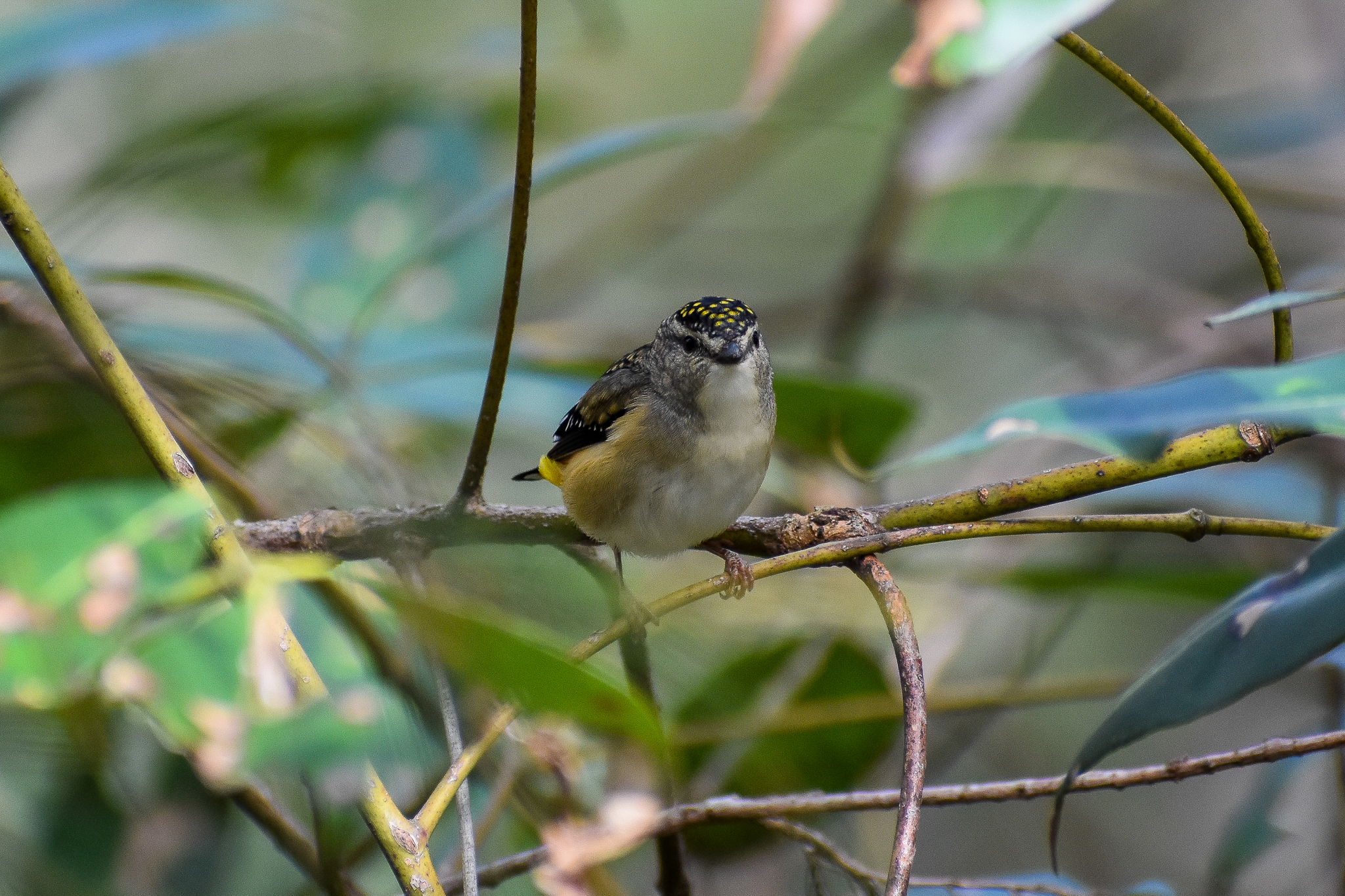 Spotted Pardalote (Pardalotus punctatus)