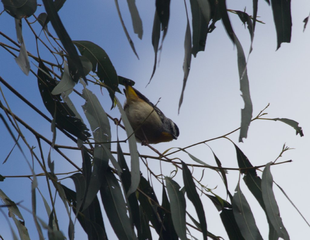 Spotted Pardalote - wild