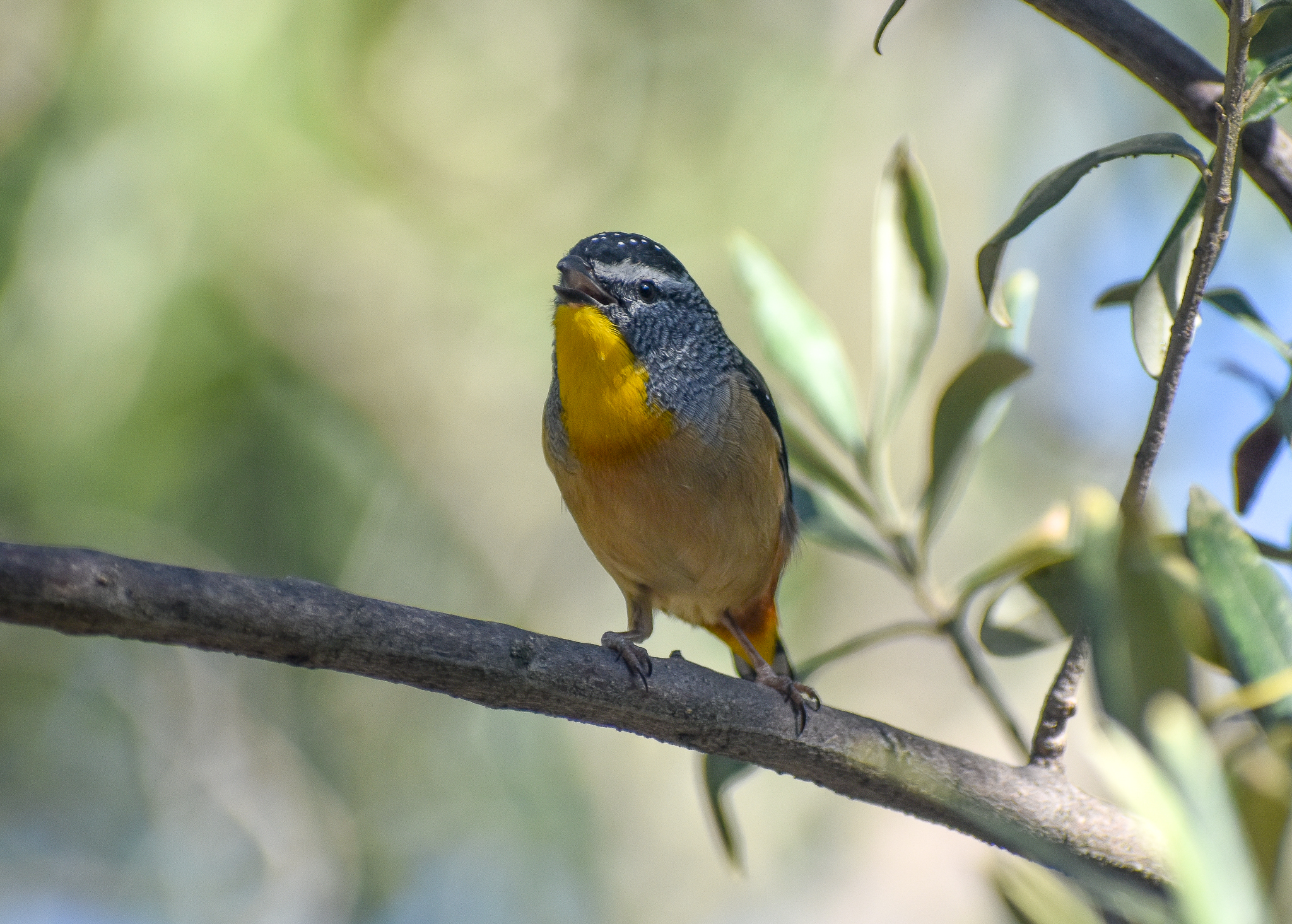 Spotted Pardalote -wild