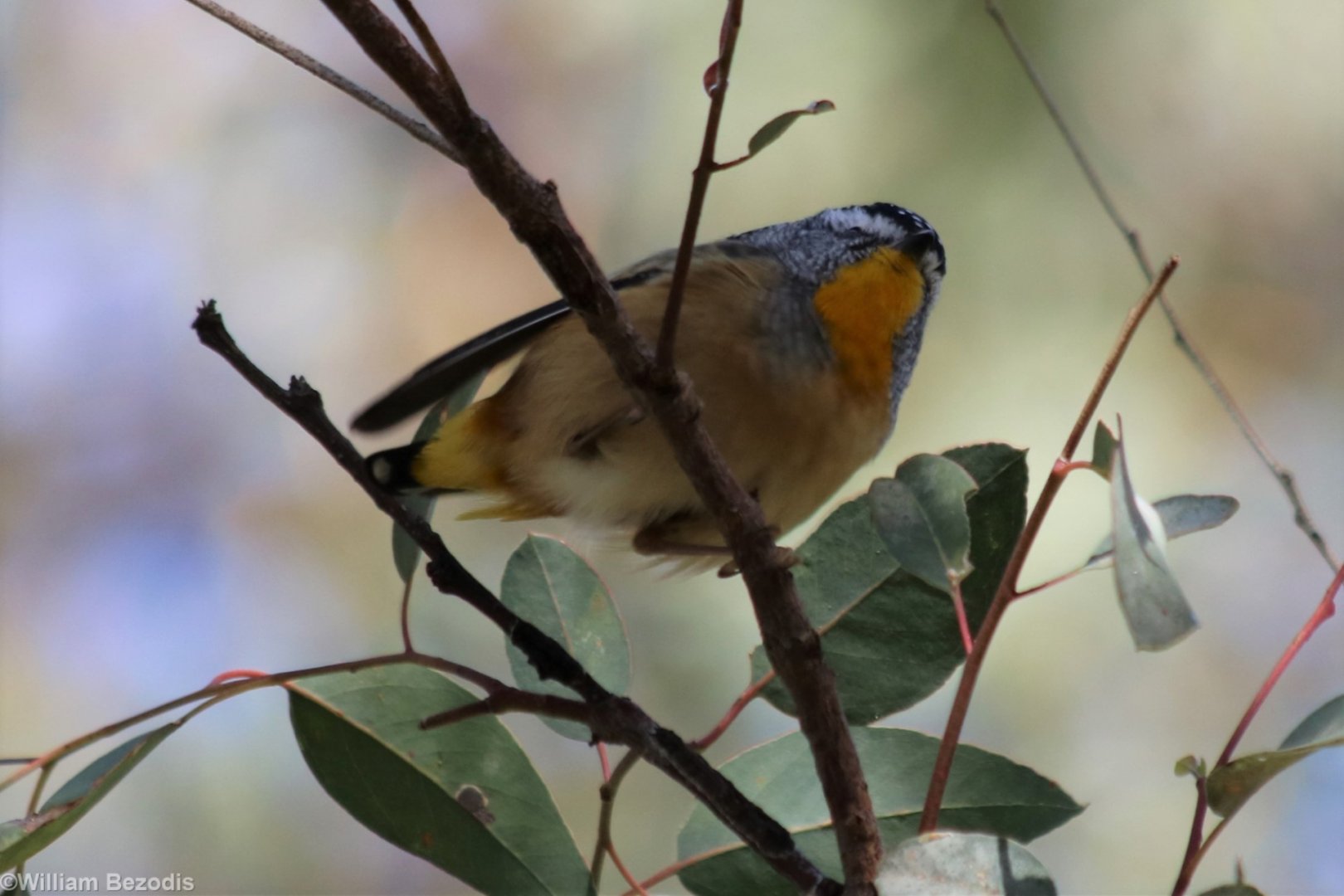 Spotted Pardalote - Wungong Gorge