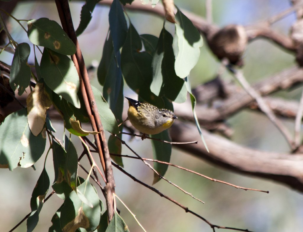 Spotted Pardalote