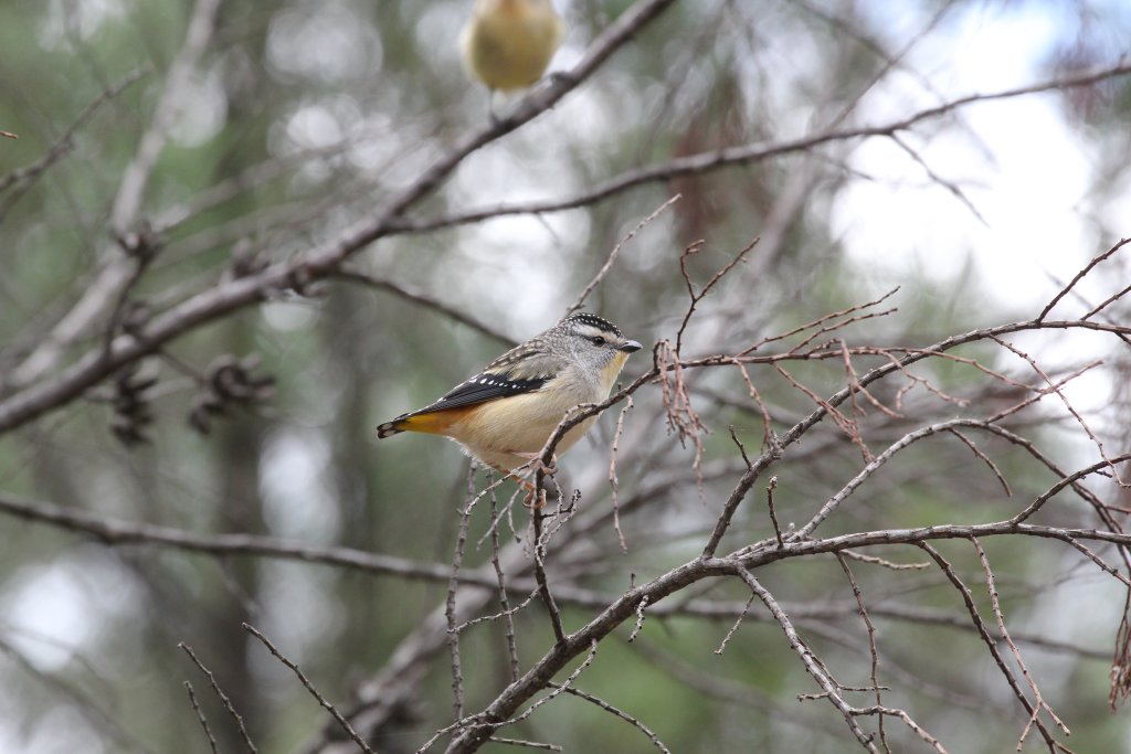 Spotted Pardalote