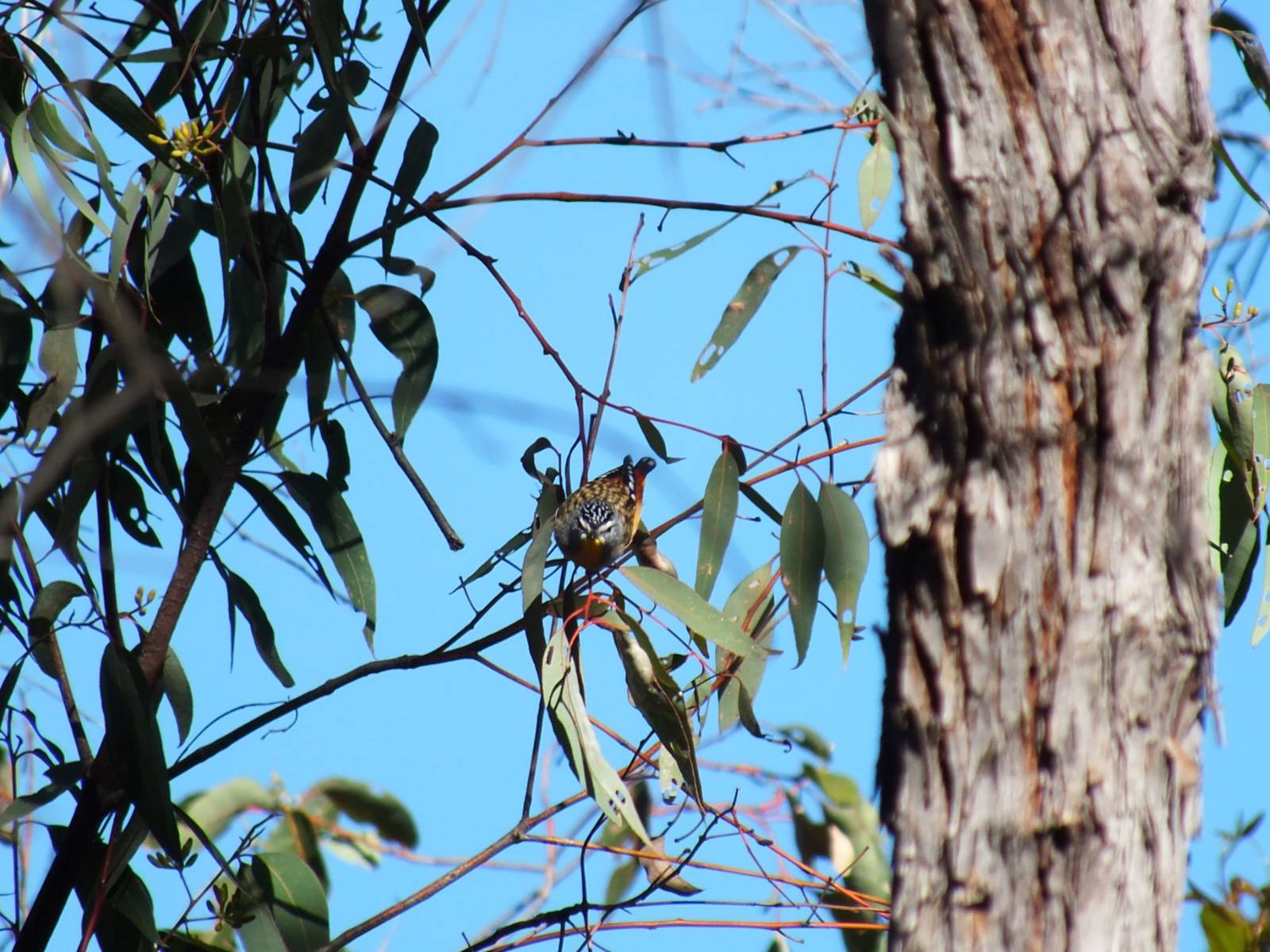 Spotted Pardalote