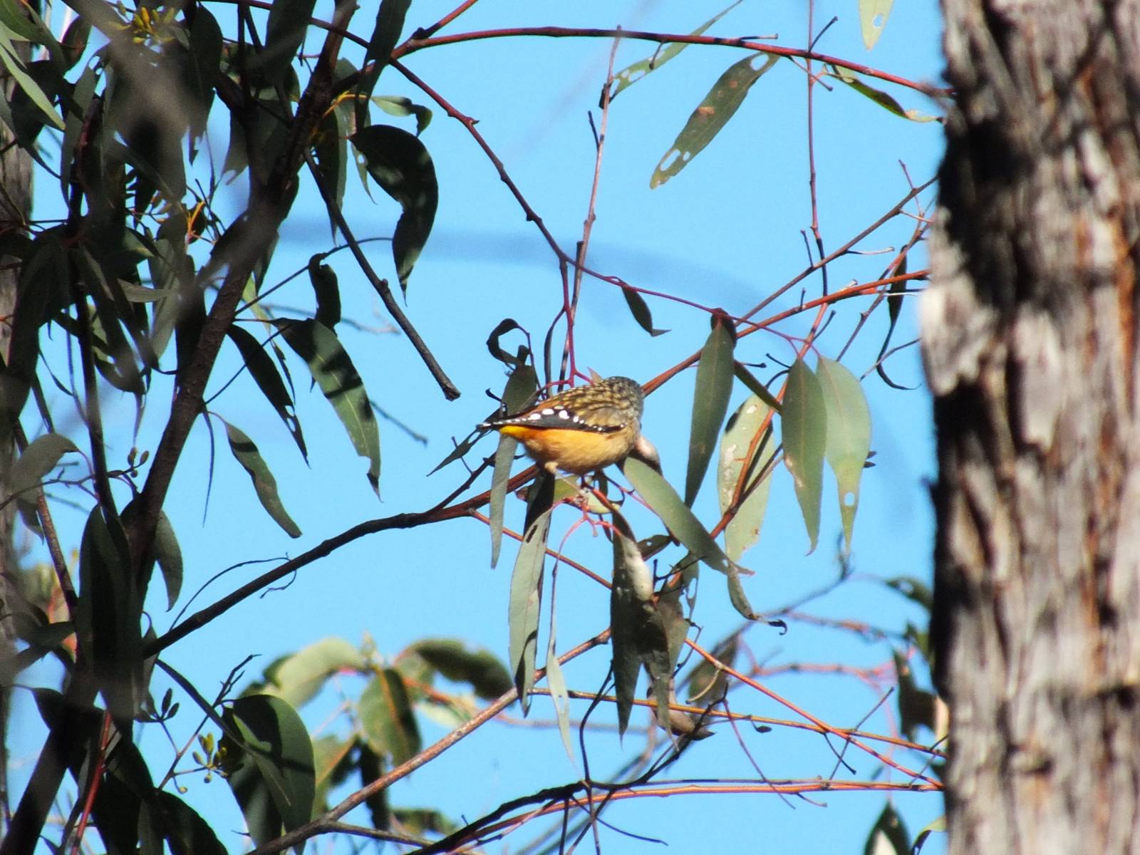Spotted Pardalote