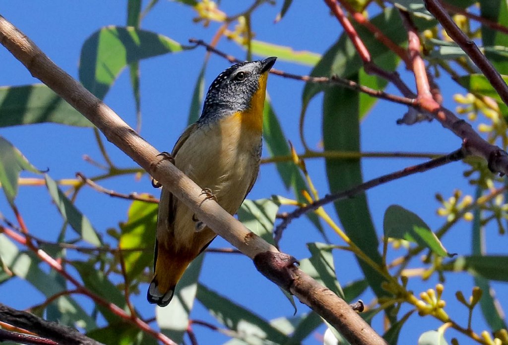Spotted Pardalote