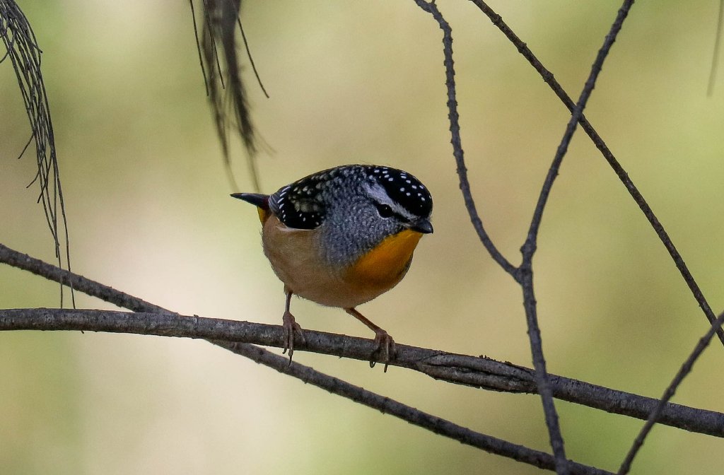 Spotted Pardalote