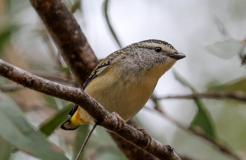 Spotted Pardalote