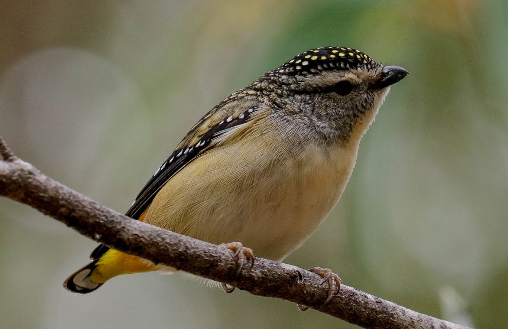 Spotted Pardalote