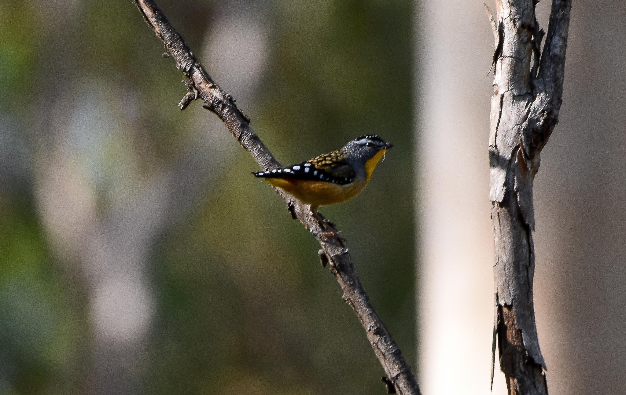 Spotted Pardalote