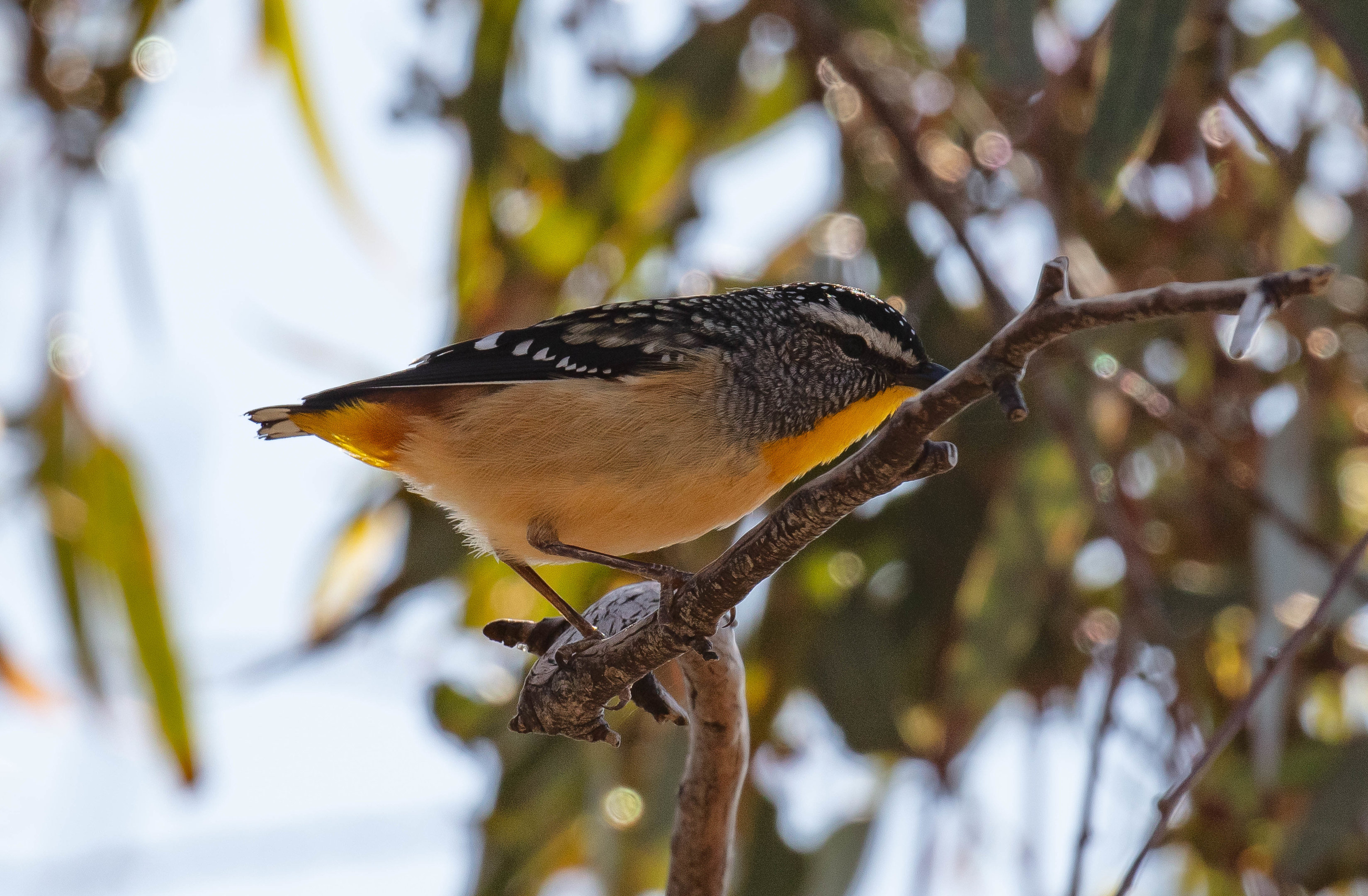 Spotted Pardalote