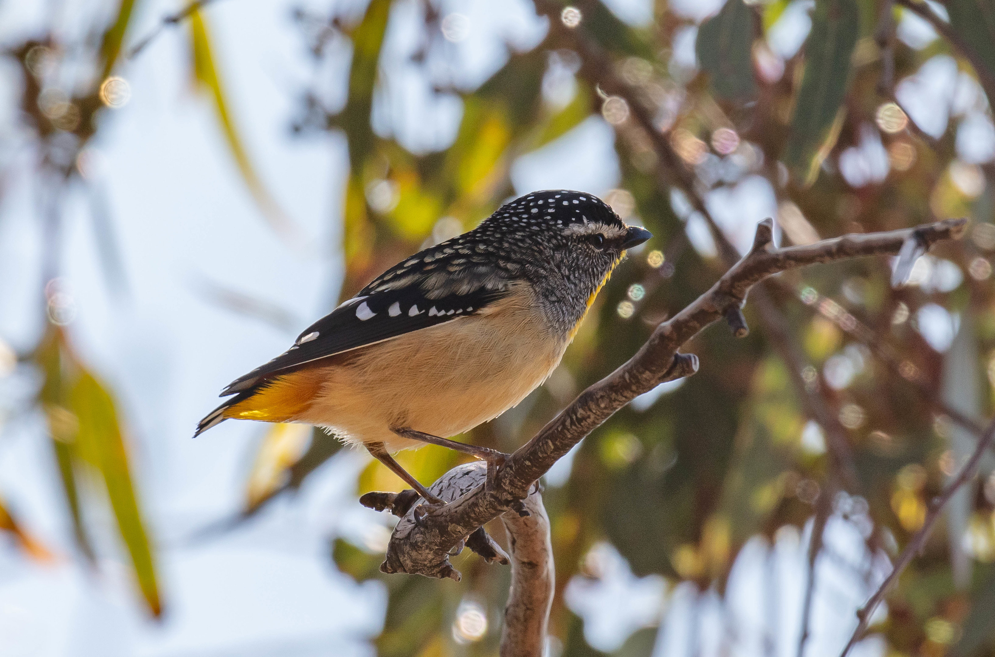 Spotted Pardalote