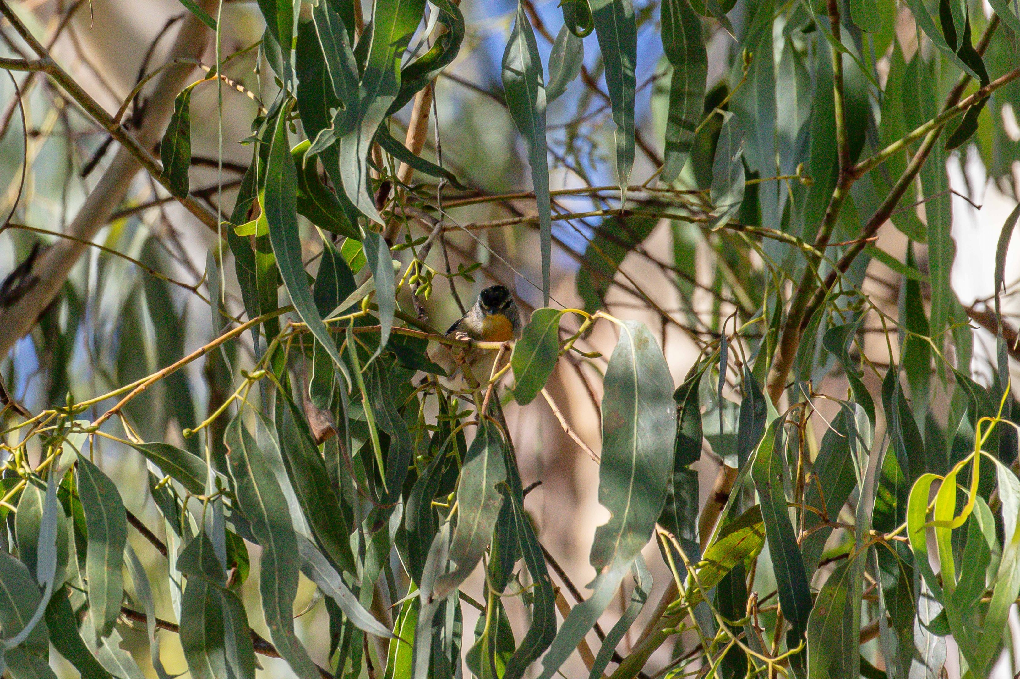 Spotted Pardalote