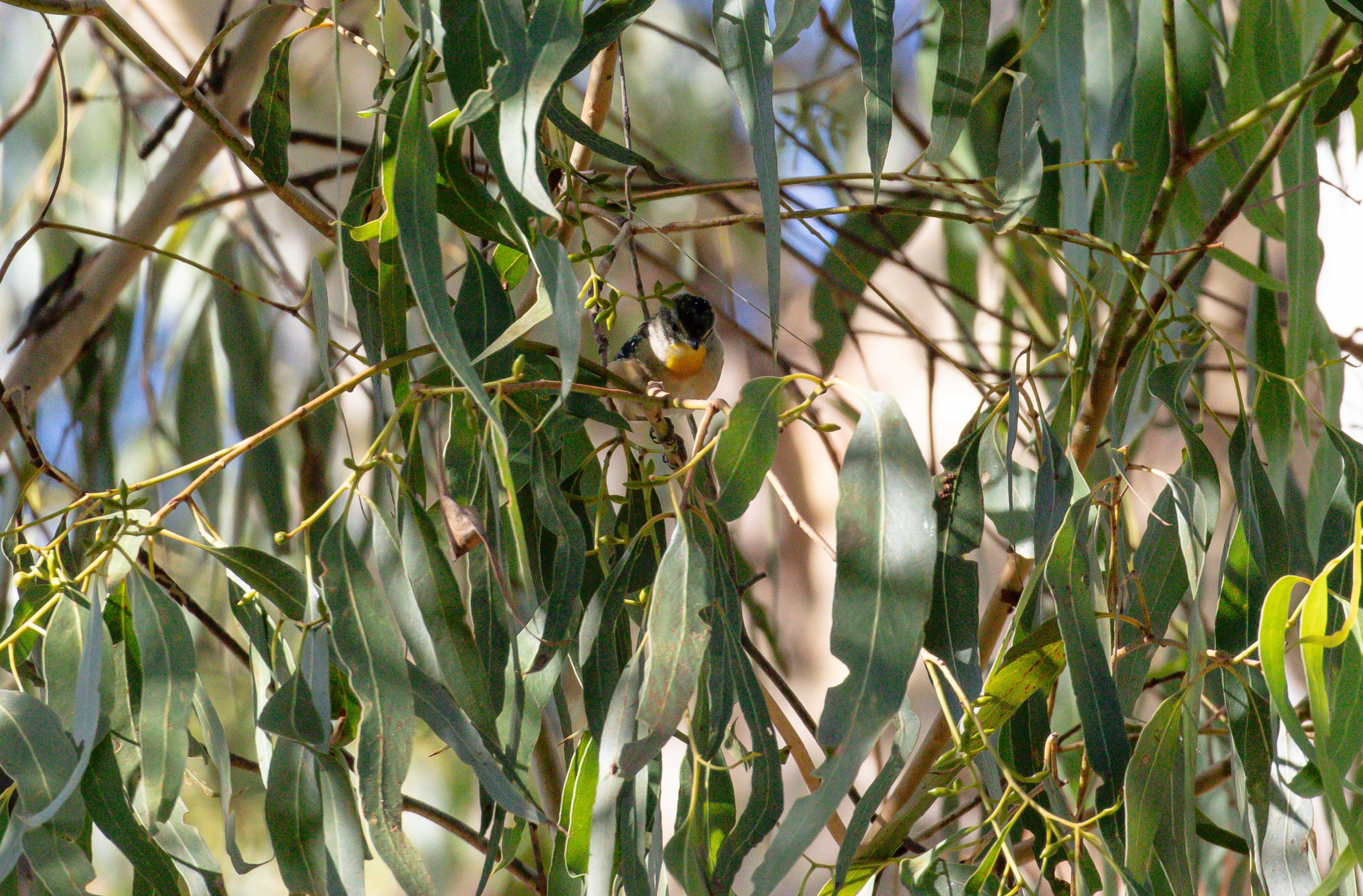Spotted Pardalote