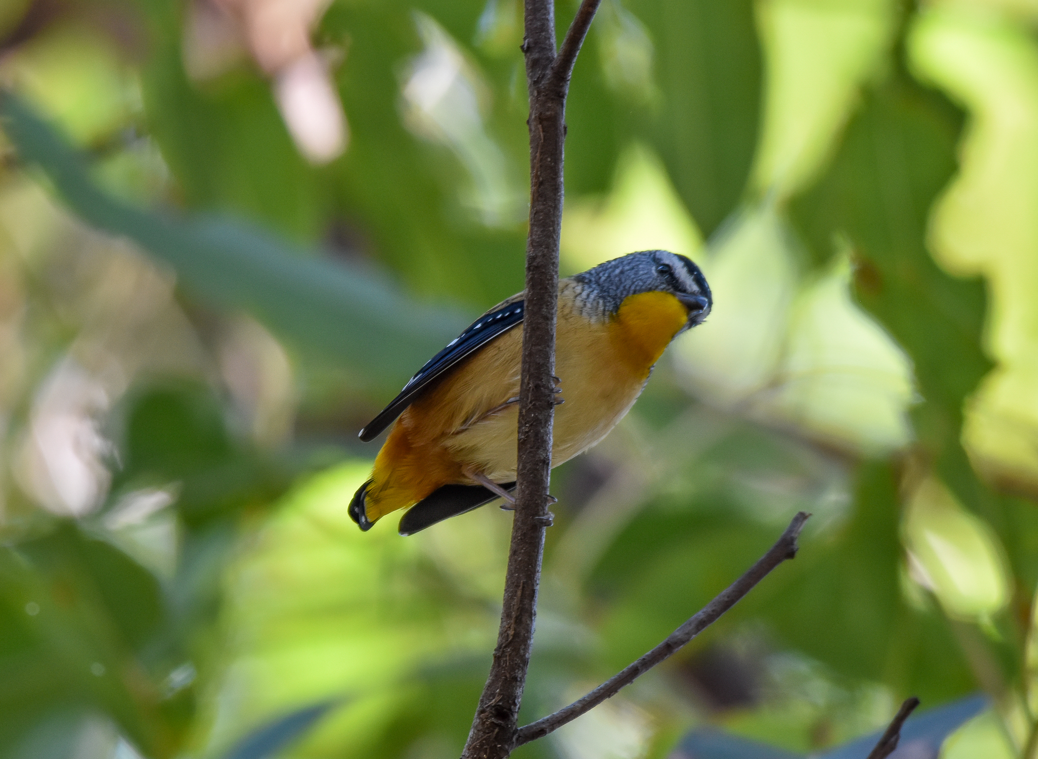 Spotted Pardalote