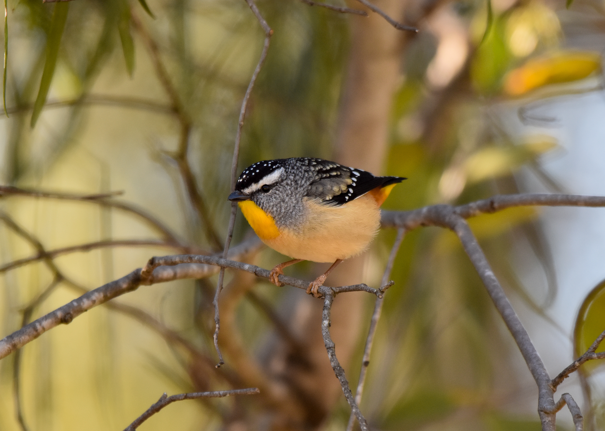 Spotted Pardalote