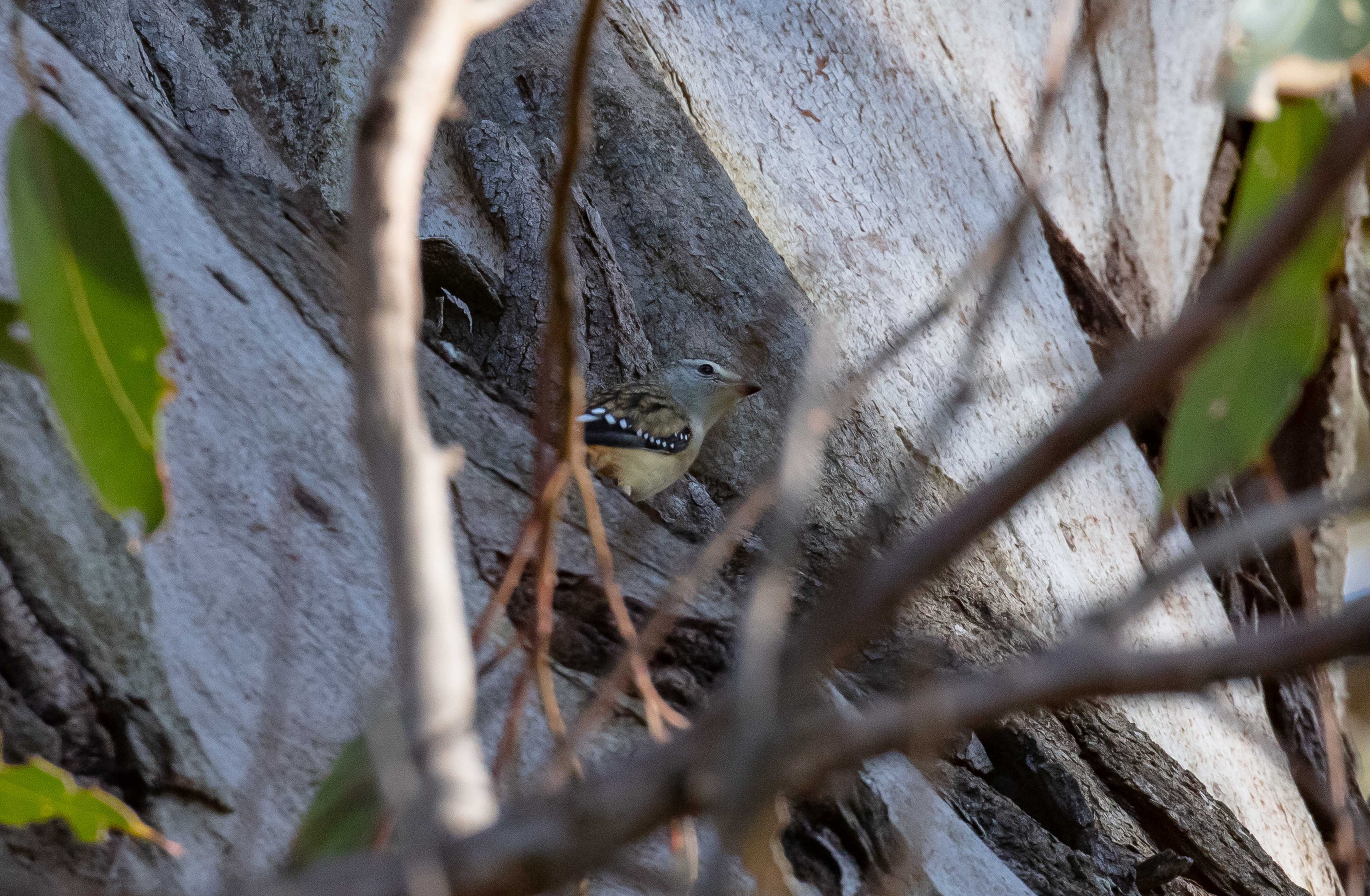 Spotted Pardalote